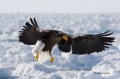 Stellers-Sea-Eagle;Eagle;Sea-Eagle;Haliaeetus-pelagicus;Stellers-Sea-Eagle;Flyin